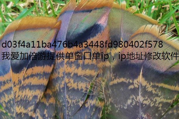 国内代理ip哪个平台最靠谱