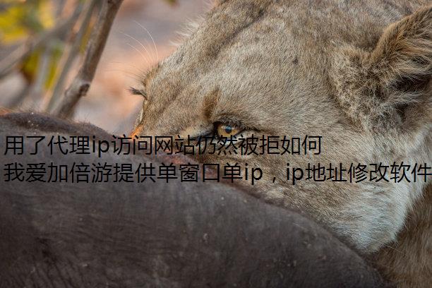 ˴ipվȻipת